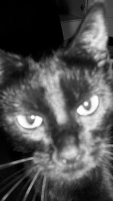 CatsMoment - Alfina Baha - auf - Array - CatsMoment - Alfina Baha - auf - Array -