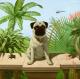Pug in spider land--- Pug in spider land---