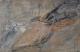 Ad infinitum - Astrid Ehrig - Acryl auf Leinwand - Abstrakt - Abstrakt Ad infinitum - Astrid Ehrig - Acryl auf Leinwand - Abstrakt - Abstrakt