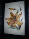 Copic-style - c. lemke - auf - Blumen - Copic-style - c. lemke - auf - Blumen -