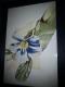 Copic-style - c. lemke - auf - Blumen - Copic-style - c. lemke - auf - Blumen -