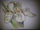 Copic-style - c. lemke - auf - Blumen - Copic-style - c. lemke - auf - Blumen -