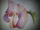 Copic-style - c. lemke - auf - Blumen - Copic-style - c. lemke - auf - Blumen -