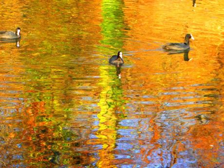 Blässhühner auf der Saale - Wolfgang Bergter - Array auf Array - Array - Array Blässhühner auf der Saale - Wolfgang Bergter - Array auf Array - Array - Array