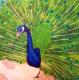 Pfau - Sabrina Pleiner - Acryl auf Leinwand - Sonstiges - Pfau - Sabrina Pleiner - Acryl auf Leinwand - Sonstiges -