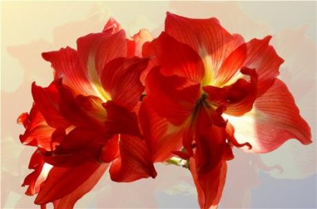 Amaryllis - Catherina - auf - Array - Amaryllis - Catherina - auf - Array -
