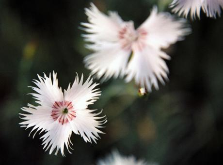 Engel - Dirk Christians - auf - Array - Engel - Dirk Christians - auf - Array -