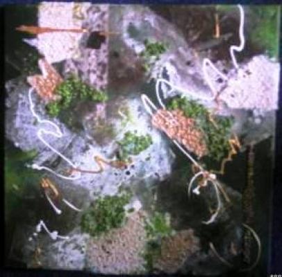 piece of nature - Haschberger - Array auf Array - Array - piece of nature - Haschberger - Array auf Array - Array -