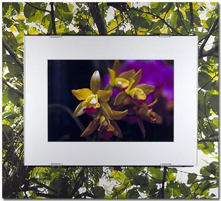 Orchidee auf Ficus - HaeF HaeF Baur - auf - Array - Orchidee auf Ficus - HaeF HaeF Baur - auf - Array -