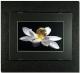 Magic Black - Lotus - HaeF HaeF Baur - auf - Blumen - Magic Black - Lotus - HaeF HaeF Baur - auf - Blumen -