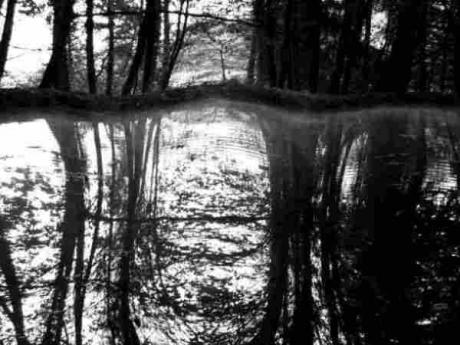 ForrestOcen - surRAelatic ART - auf - Array - ForrestOcen - surRAelatic ART - auf - Array -