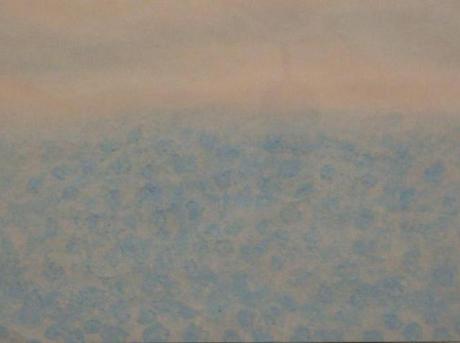 Blumenfeld - Vergissmeinnicht- - Anna Eli - Ana Mei - Array auf - Array - Blumenfeld - Vergissmeinnicht- - Anna Eli - Ana Mei - Array auf - Array -