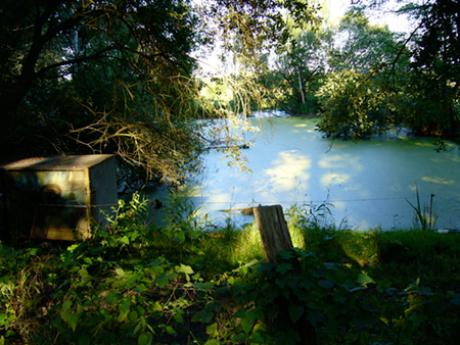 Morast - Frischelinse - auf - Array - Morast - Frischelinse - auf - Array -