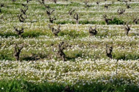 Wine field in spring - Udo Klein - auf - Array - Wine field in spring - Udo Klein - auf - Array -