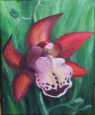 Annemaries Orchid - Felix Fratila - Array auf Array - Array - Array Annemaries Orchid - Felix Fratila - Array auf Array - Array - Array