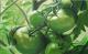 grüne Tomaten grüne Tomaten