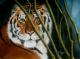 Tiger - Jana Seidler - Pastell auf - Raubkatzen-Morgen - Fotorealismus Tiger - Jana Seidler - Pastell auf - Raubkatzen-Morgen - Fotorealismus