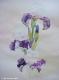 Duftende Iris (2000) von Lilly Ilumina - Lilly Ilumina - Aquarell auf Papier - Sonstiges - Duftende Iris (2000) von Lilly Ilumina - Lilly Ilumina - Aquarell auf Papier - Sonstiges -