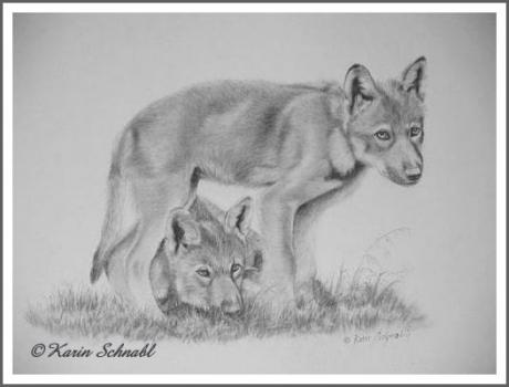 Aufmersame Wolfswelpen - Karin Schnabl - auf - Array - Aufmersame Wolfswelpen - Karin Schnabl - auf - Array -