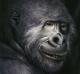 Gorilla - Carl W. Röhrig - Carl W. Röhrig - auf - Sonstiges-Tiere - Gorilla - Carl W. Röhrig - Carl W. Röhrig - auf - Sonstiges-Tiere -
