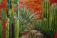 Kakteen Landschaft - Vera Eisberg - auf Leinwand - Akt-Landschaft - Kakteen Landschaft - Vera Eisberg - auf Leinwand - Akt-Landschaft -