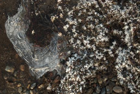 Eisblumen - Max Nemo Mertens - auf - Array - Eisblumen - Max Nemo Mertens - auf - Array -