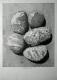 Five Pebbles - Dietrich Moravec - Bleistift auf - Stillleben - Five Pebbles - Dietrich Moravec - Bleistift auf - Stillleben -