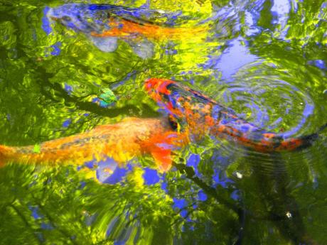 Koi im Stadtpark-Teich von Hannover - Wolfgang Bergter - Array auf Array - Array - Koi im Stadtpark-Teich von Hannover - Wolfgang Bergter - Array auf Array - Array -