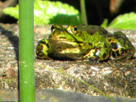 Schau mir in die Augen, Kleines! - Wolfgang Bergter - Array auf - Array - Schau mir in die Augen, Kleines! - Wolfgang Bergter - Array auf - Array -