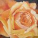Gelbe Rose -- - ingrid wenz-gahler - auf - Natur - Gelbe Rose -- - ingrid wenz-gahler - auf - Natur -