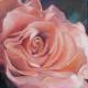 Altrosa Rose - ingrid wenz-gahler - auf - Natur - Altrosa Rose - ingrid wenz-gahler - auf - Natur -