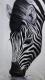 Zebra Zebra