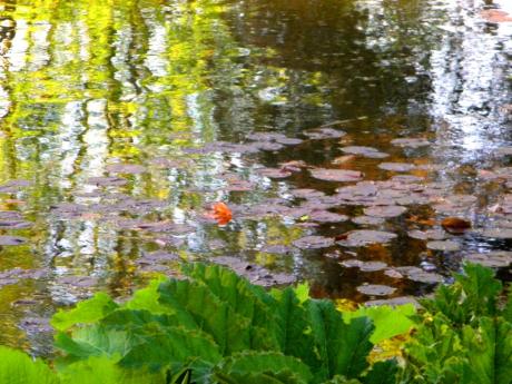 Seerosenteich im Stadtpark von Hannover (1) - Wolfgang Bergter - Array auf Array - Array - Seerosenteich im Stadtpark von Hannover (1) - Wolfgang Bergter - Array auf Array - Array -