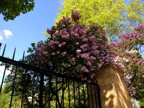 Tor zum Botanischen Garten in Halle an der Saale - Wolfgang Bergter - Array auf Array - Array - Tor zum Botanischen Garten in Halle an der Saale - Wolfgang Bergter - Array auf Array - Array -