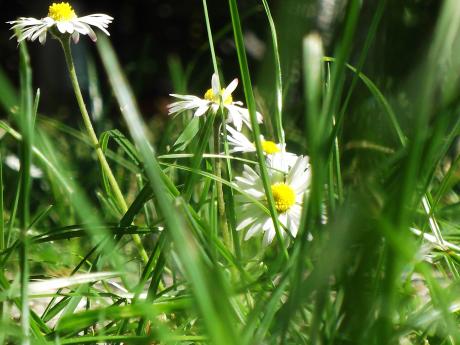 Gänseblümchen - Simone M. - auf - Array - Gänseblümchen - Simone M. - auf - Array -