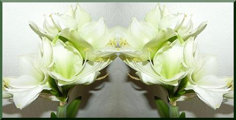 Reinheit - - auf - Array - Reinheit - - auf - Array -