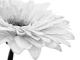 GERBERA SW - Annett Tropschug - - auf - Botanik - GERBERA SW - Annett Tropschug - - auf - Botanik -