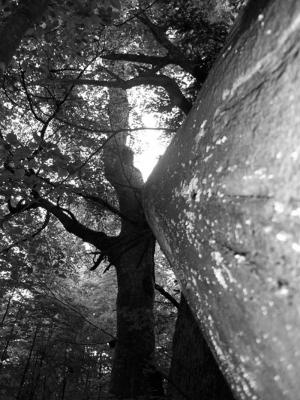 Tall Trees - Saskia Deschan - auf - Array - Tall Trees - Saskia Deschan - auf - Array -