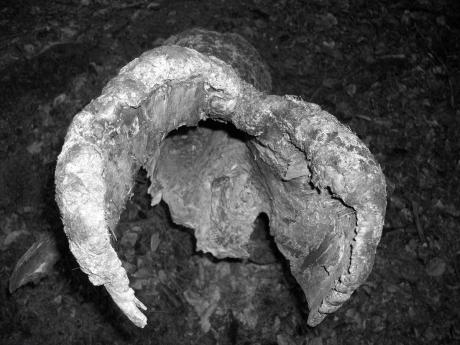 Small Trees - Saskia Deschan - auf - Array - Small Trees - Saskia Deschan - auf - Array -