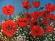 Mohnblumenfeld - Karin Foellmer - Acryl auf - Wiese-Stillleben - Mohnblumenfeld - Karin Foellmer - Acryl auf - Wiese-Stillleben -