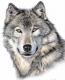 Der Wolf - Nicole Zeug - Farbstift auf - Wildtiere - Fotorealismus-Gegenständlich-Naturalismus-Realismus Der Wolf - Nicole Zeug - Farbstift auf - Wildtiere - Fotorealismus-Gegenständlich-Naturalismus-Realismus