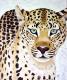 Der Leopard Der Leopard