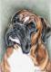 Boxer Balu - Nicole Zeug - Farbstift auf Papier - Hunde - Figuration-Fotorealismus-Gegenständlich-Klassisch-Naturalismus-Realismus Boxer Balu - Nicole Zeug - Farbstift auf Papier - Hunde - Figuration-Fotorealismus-Gegenständlich-Klassisch-Naturalismus-Realismus