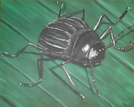 Käfer am morgen - manfred buhr - auf Array - Array - Array Käfer am morgen - manfred buhr - auf Array - Array - Array