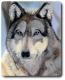 TierART Wolf - Askara Jinn - Kreide auf - Hunde-Wildtiere - TierART Wolf - Askara Jinn - Kreide auf - Hunde-Wildtiere -
