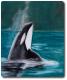 TierART Orca - Askara Jinn - Kreide auf - Wildtiere-Meer - TierART Orca - Askara Jinn - Kreide auf - Wildtiere-Meer -