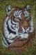 Tiger - Alexander Schmidt -  auf  - Raubkatzen - 