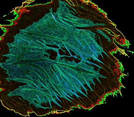 Durchlicht-2 - Stefanie Caroline Brandes - auf - Array - Durchlicht-2 - Stefanie Caroline Brandes - auf - Array -