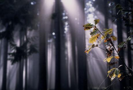 Zauberwald - Walter J. Pilsak - auf - Array - Zauberwald - Walter J. Pilsak - auf - Array -