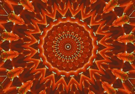 --Korbblüte- - Karlheinz Milde - Array auf - Array - --Korbblüte- - Karlheinz Milde - Array auf - Array -